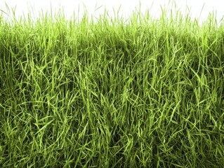Fototapeta premium Beautiful green hedge of bushes and grass, isolated on a white background. Detailed, high-resolution photography.