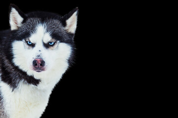 Portrait of angry Siberian Husky dog ​​with blue eyes. Isolated on black.