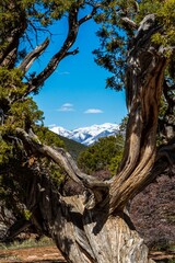 Faszinierende Natur des Black Canyon of the Gunnison