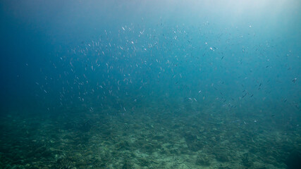 underwater scene with underwater bubbles