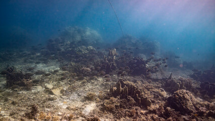 underwater scene with coral reef
