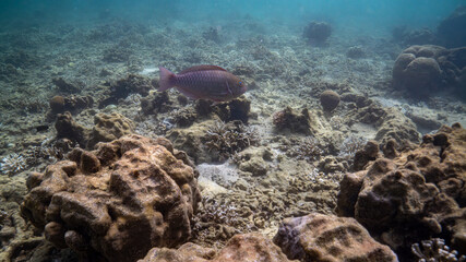 coral reef and fishes