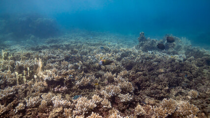 coral reef and diver