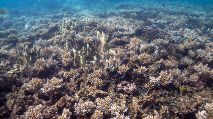 coral reef in the sea