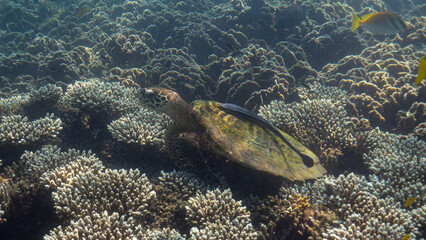 turtle on a coral reef