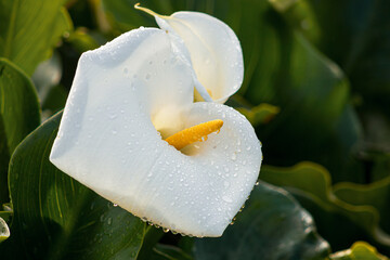 White Arum Lily in the garden