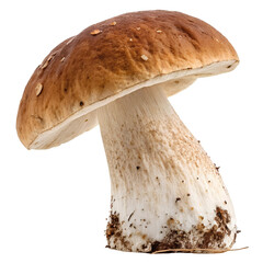 boletus mushroom isolated on white background