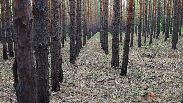 The camera moves along the pine trees planted nearby. trees planted for forest cultivation