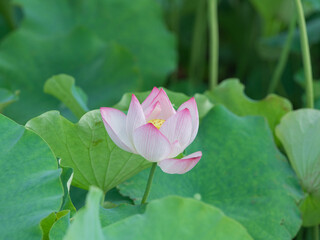 Fototapeta premium Lotus flowers in the lotus pond in summer