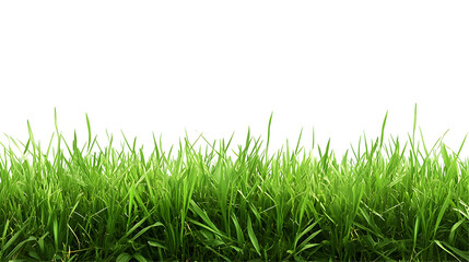 Fototapeta premium grass transparent background png