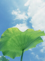 Fototapeta premium Looking up at the lotus leaves under the blue sky and white clouds