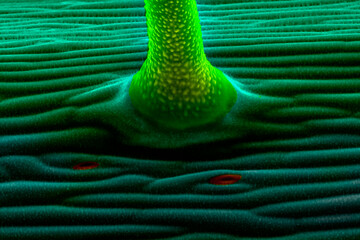 Stem epidermis of Arabidopsis