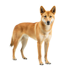 Dingo AI Generated Image