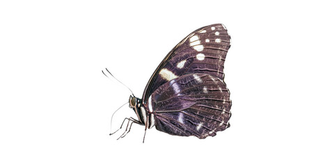 Obraz premium Purple butterfly with white spots isolated on transparent background