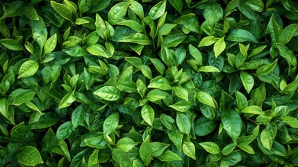 Verdant Tea Texture: Vibrant green leaves flourish in gentle light 