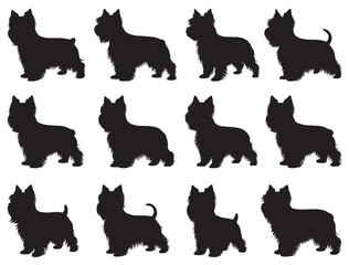 SILKY TERRIER DOGS SILHOUETTE WHITE BACKGROUND
