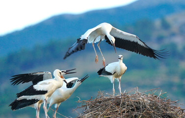 Ciconia Ciconia in Albania