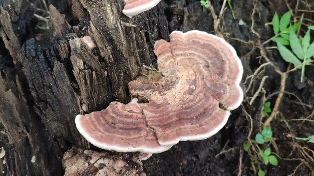confragosa mushroom on dead trunk