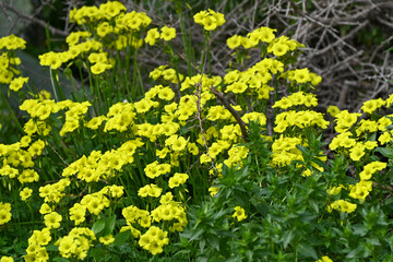 Oxalis pied de chèvre