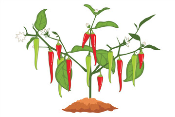 Chili plant vector. Illustration of a chili plant with green leaves and thick chili fruit