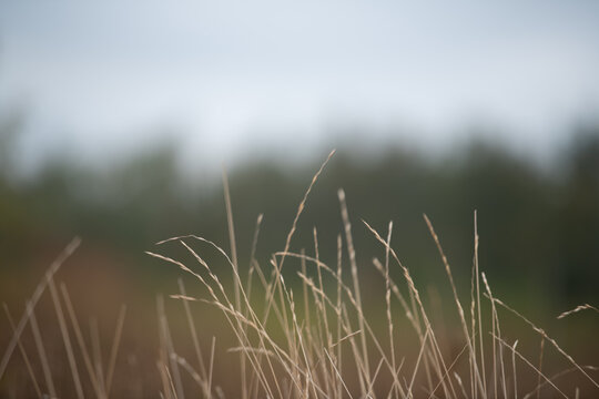 Tall dry grass dances lightly in the wind, set against a blurred background of a lush green landscape under gray skies during early evening