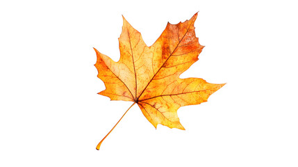 fall leaf transparent background png