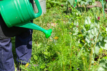 Watering Green Plants with a Watering Can on a Garden Plot