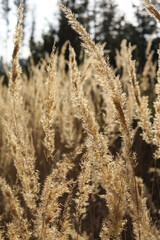 Fototapeta premium Close up of reed grass in the meadow. Selective focus.