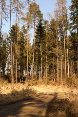Path in the forest on a sunny spring day. Landscape.