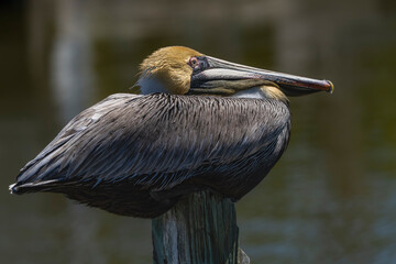 pelican