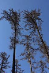 The branches of the trees against the blue sky in the spring forest