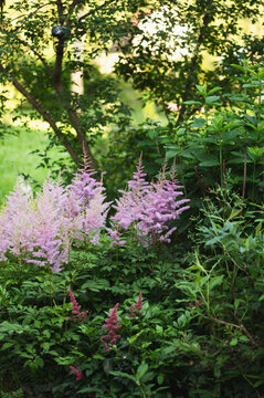 pink astilbe close up blooming in summer garden