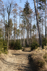 Path in the forest on a sunny spring day. Landscape.