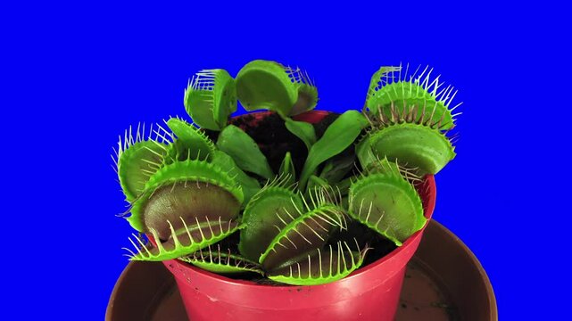 Growing Venus flytrap plant against blue CHROMA key background