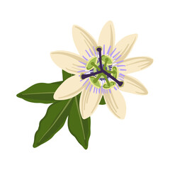 vector drawing passion flower, Passiflora, hand drawn illustration