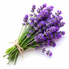 lavender flowers isolated on white background
