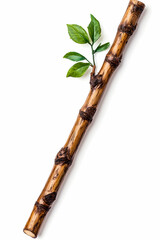 Bamboo shoot with green leaves against white background. Isolated and natural