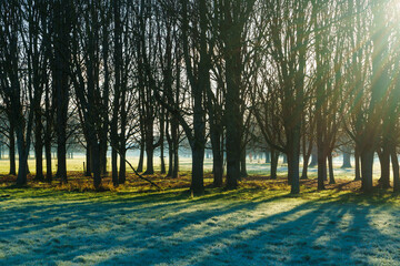 The Phoenix Park early in the morning