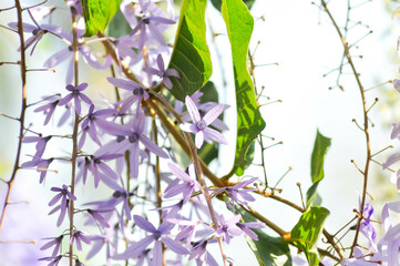 Sandpaper vine, Purple wreath or Queens wreath or purple flower