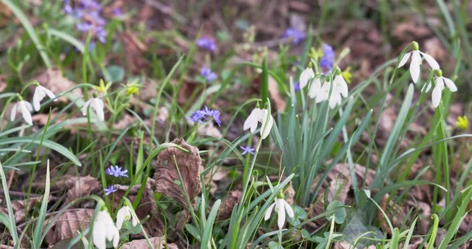  Galanthus nivalis and Scilla bifolia, alpine squill or two-leaf squill) 
