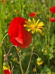 Obraz premium red poppy flower