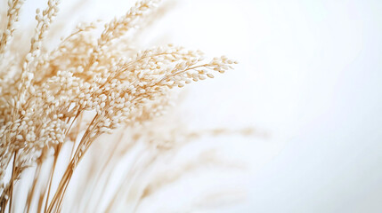 Elegant cream colored dried flowers bouquet soft white background art life on transparent background