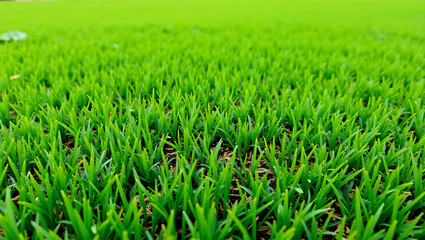 Fototapeta premium A lush, vibrant green grass field stretching out under bright sunlight, showcasing the natural beauty of a well-maintained lawn.