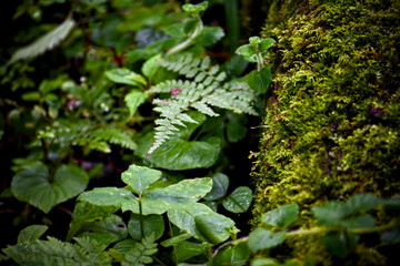 Exploring the tropical high altitude green areas and forrest north of the town of Lijiang in Yunnan province of China