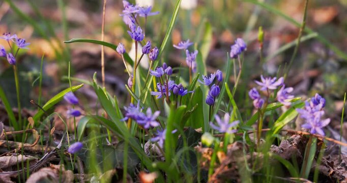 A close-up of Scilla bifolia, alpine squill or two-leaf squill