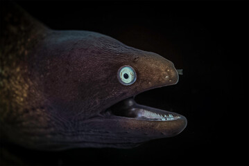 Muraena helena