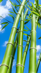 Obraz premium Lush green bamboo stalks reaching towards a vibrant blue sky