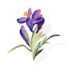 Dekoratives Schneeglöckchen.Pattern of wild flowers, watercolor  image  on a colored background.