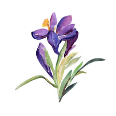 Dekoratives Schneeglöckchen.Pattern of wild flowers, watercolor  image  on a colored background.
