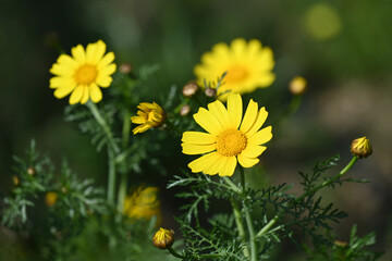 Fototapeta premium Marguerites jaunes